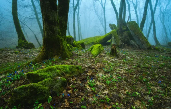 Forest, trees, nature, fog, moss, Russia, Stavropol Krai