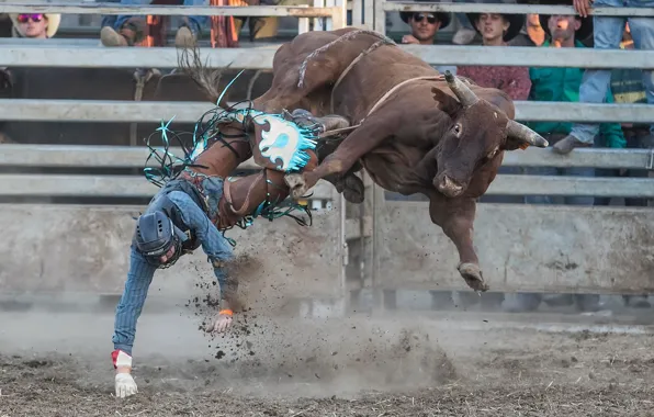 Picture sport, bull, Rodeo