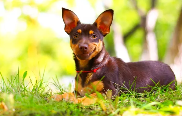 Picture smile, background, each, puppy, weed, dog