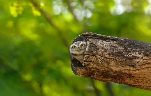 Owl, green background, the hollow, the trunk of the tree