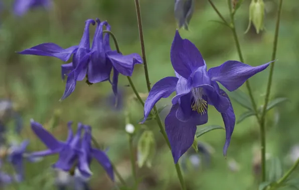 Picture purple, macro, flowers, lilac, the catchment, Aquilegia