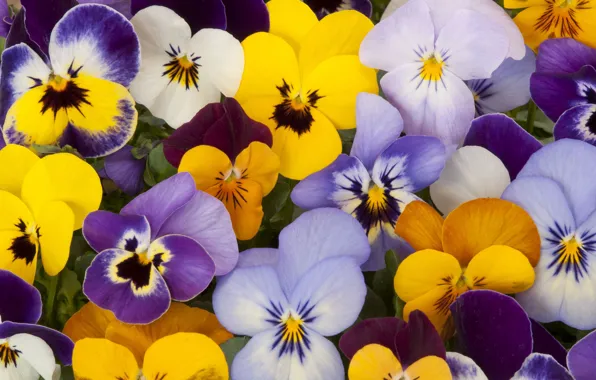 Picture macro, Pansy, colorful, different, a lot, viola, violet