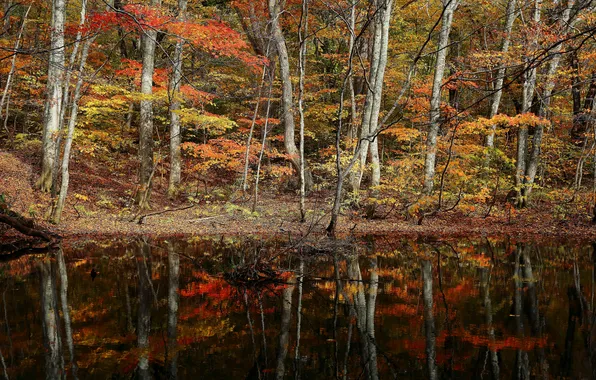 Autumn, forest, trees, lake, pond