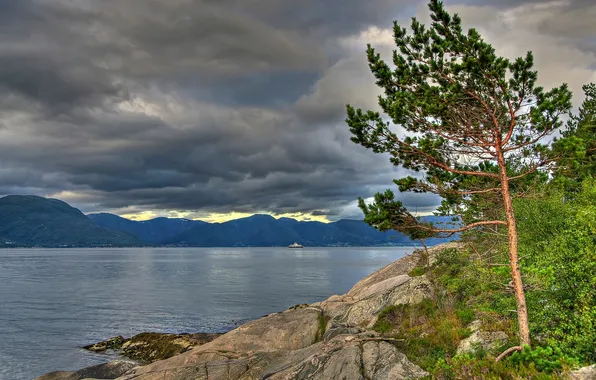 Clouds, mountains, tree, Norway, pine, Norway, Sognefjord, The Sognefjord