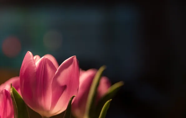 Petals, tulips, pink
