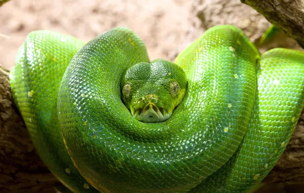 Green, snake, head, scales, ring, Python