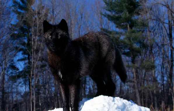 Nature, predator, animal, wolf, wildlife, portrait, portrait., Canis lupus. face