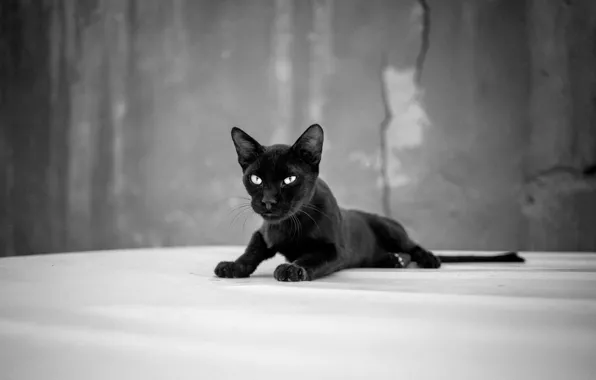 Picture black, eyes, cat