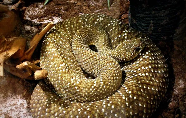 Picture snake, scales, ring