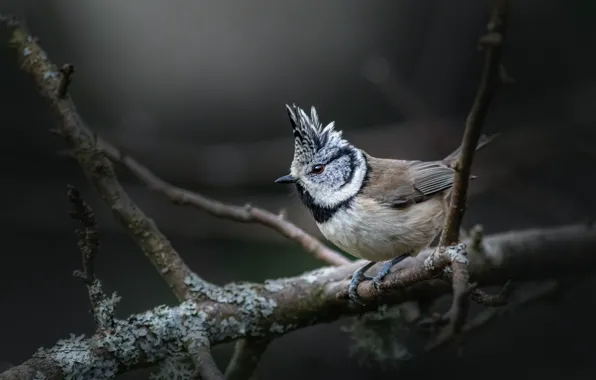 Bird, Animal, Erik Karits