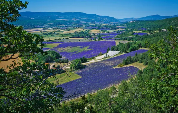 Picture field, forest, the sky, trees, mountains, branches, blue, foliage