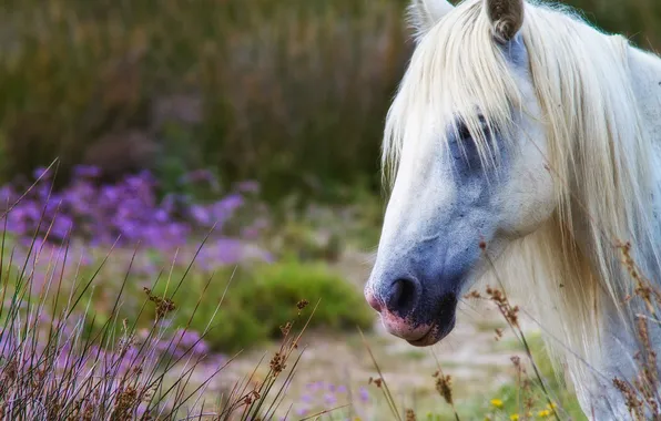 White, face, flowers, nature, horse, glade, horse, bangs