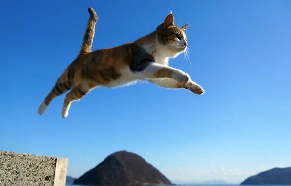 Picture cat, cat, jump