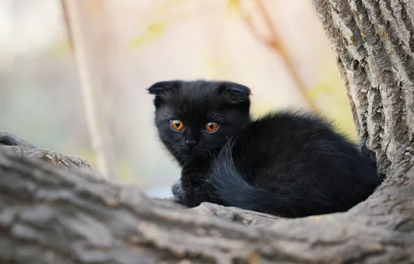 Kitty, background, tree, cat