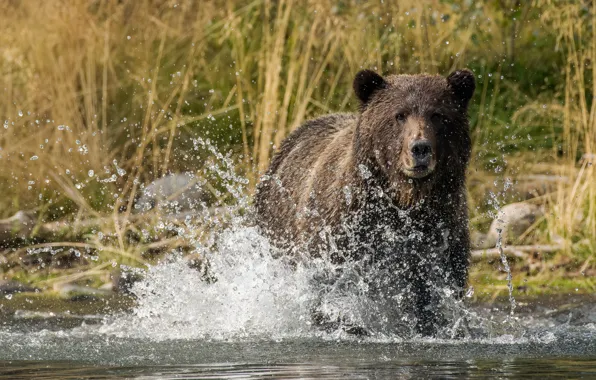 Grass, face, water, squirt, nature, pose, shore, bear