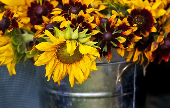 Picture sunflowers, nature, background