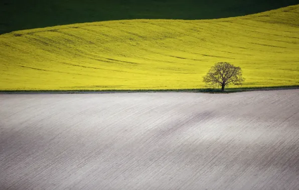 Picture field, trees, nature