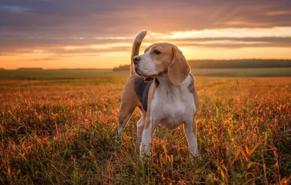 Field, sunset, dog, Beagle