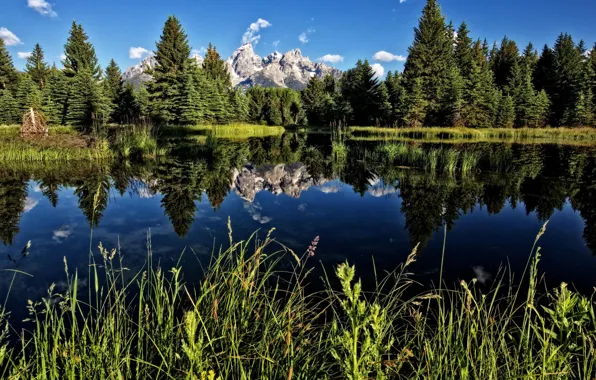 Picture forest, mountains, lake, Wyoming, Teton National Park