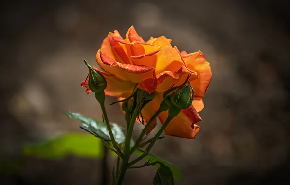 Flower, rose, orange