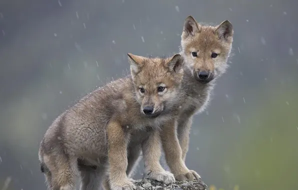Picture nature, predator, animal, wolf, wildlife, portrait, portrait., Canis lupus. face
