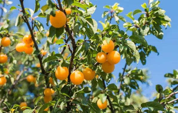 Summer, leaves, branches, tree, harvest, fruit, apricot, apricots