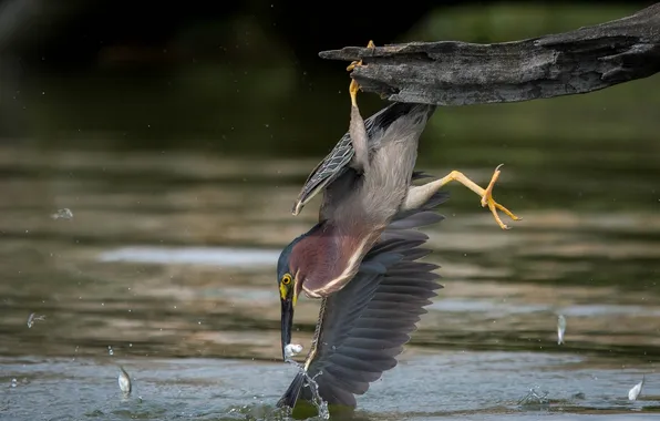 Picture water, fish, bird, fishing, Heron, catch, The American green Heron