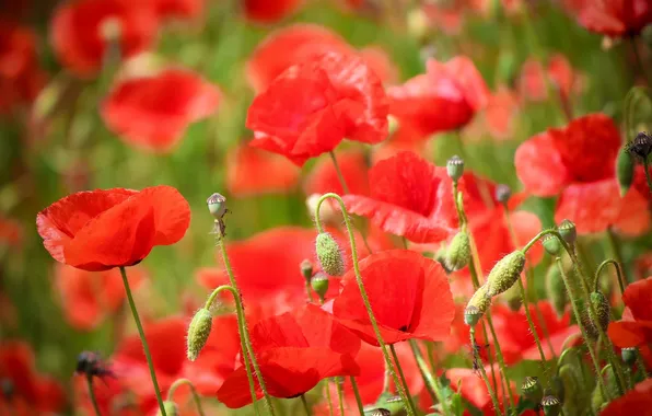 Flowers, red, Maki, petals