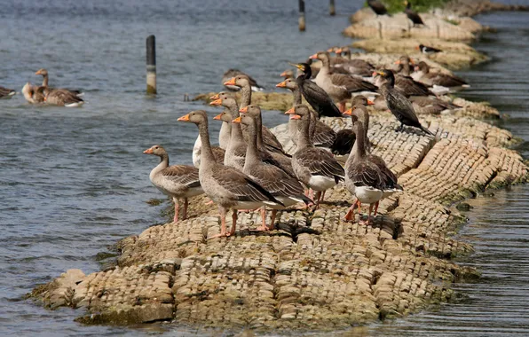 Picture nature, water, rocks, birds, ducks, geese