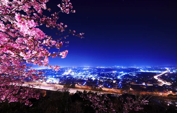 Night, lights, building, Cherry Blossoms