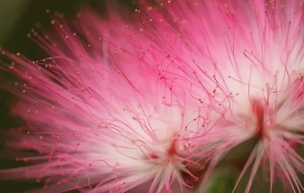 Picture macro, flowers, pink, fluffy