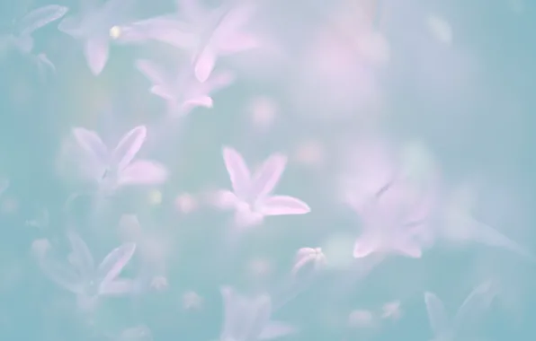 Picture flowers, flower, pastel