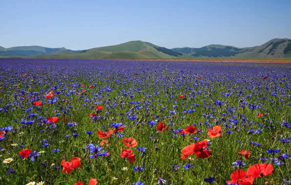Picture field, flowers, mountains, Maki, meadow, Italy, cornflowers, Castelluccio