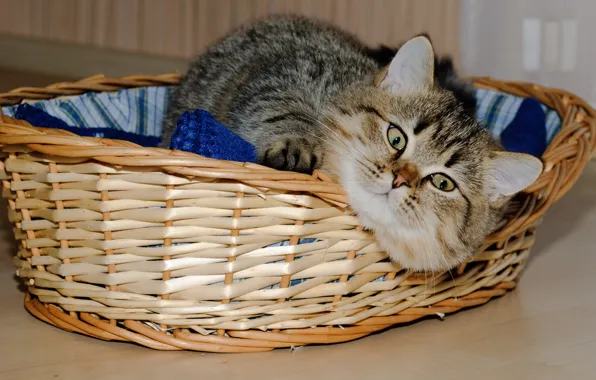Picture cat, cat, face, basket