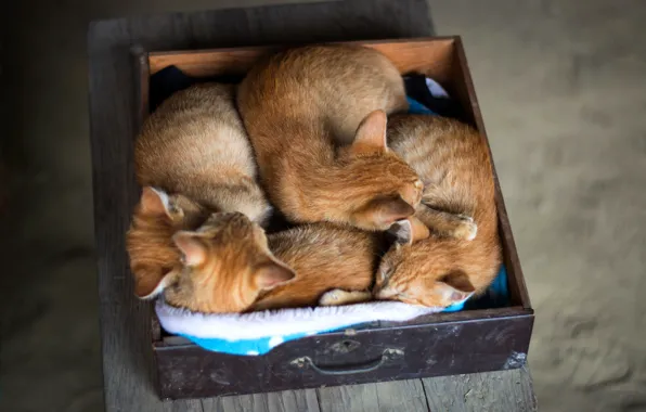 Bench, comfort, kitty, background, box, cats, sleep, kittens