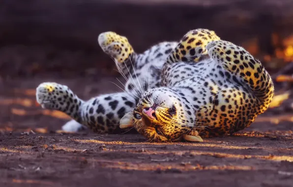 Leopard, plays, big cat, twisted
