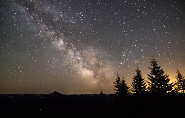 Stars, trees, the milky way