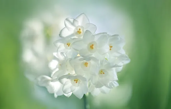 Picture bouquet, spring, daffodils