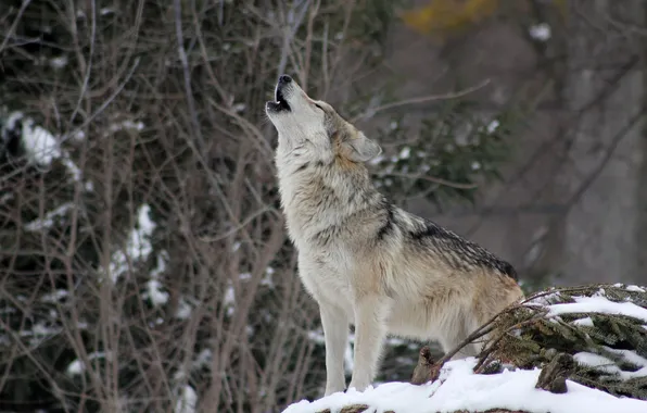 Nature, snow, predator, face, animal, wolf, wildlife, portrait