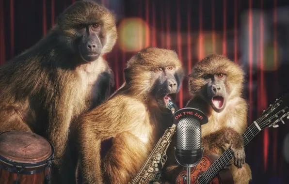 Picture concert, monkey, trio, speech