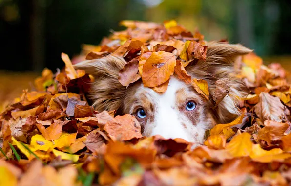 Autumn, look, pose, foliage, portrait, dog, face, Aussie