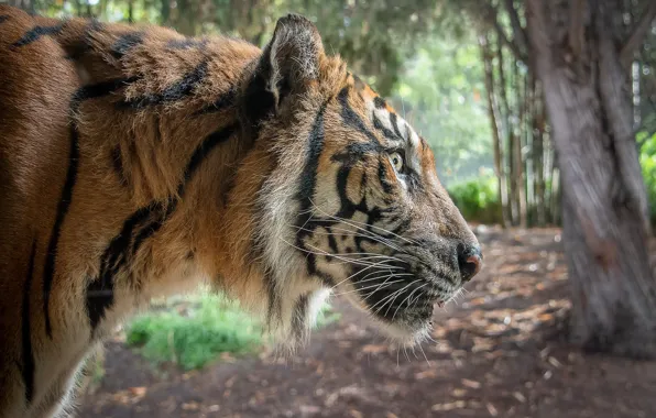 Picture tiger, predator, profile