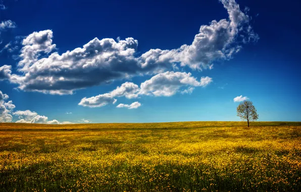 Picture field, the sky, landscape, tree