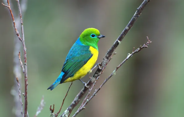 Blue, Green, Yellow, Bird, Branch, Came out