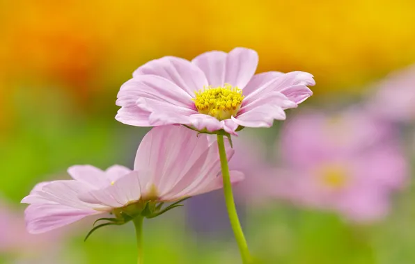 Flowers, background, pink, kosmeya