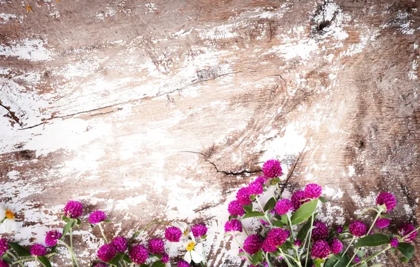 Background, Flowers, Clover, Field