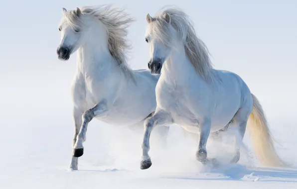 Picture winter, snow, horses, horse, running, pair, allure