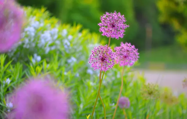 Picture flowers, plants, meadow, exotic