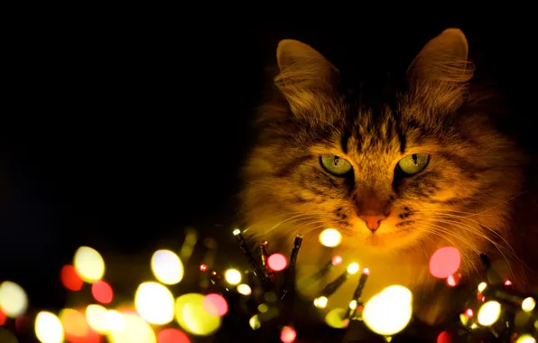Cat, cat, look, lights, pose, Christmas, New year, face