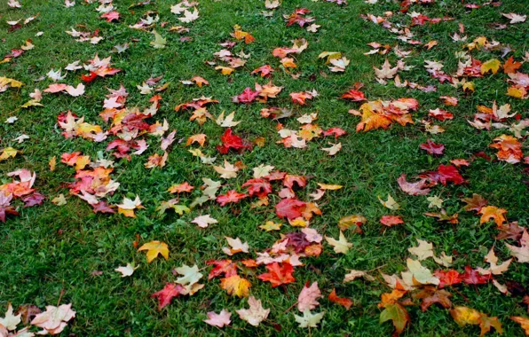 Autumn, grass, foliage